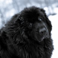 newfoundland-dog-in-the-snow-photo